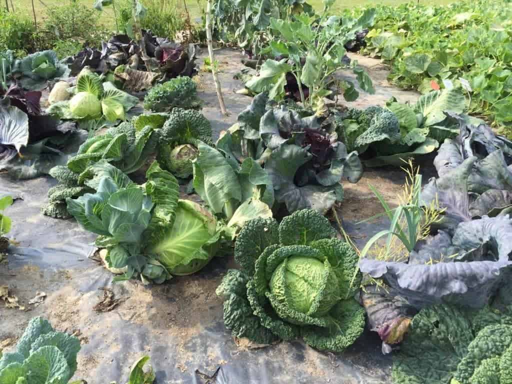 Botanical Garden of the Polish Academy of Sciences in Powsin with children, attractions for kids, vegetables, vegetables garden, cabbage