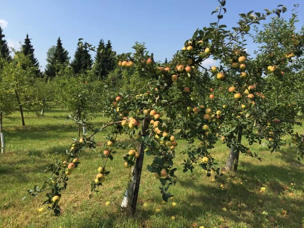 Botanical Garden of the Polish Academy of Sciences in Powsin with children, attractions for kids, apples