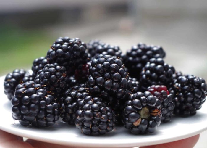 blackberries-1045728_1920