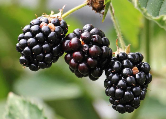 blackberries-1539540_1920