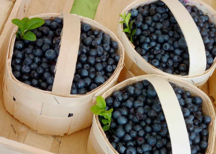 blueberries-1561653_1920