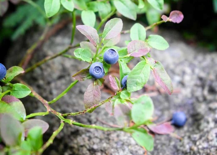 blueberry-2537659_1920