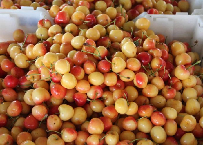 cherries-237443_1920