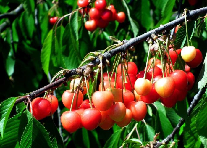 cherries-3627043_1920