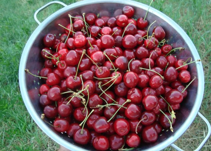 cherries-3728706_1920