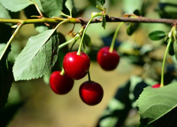 cherries-3866394_1920