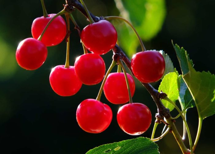 cherries-826113_1920