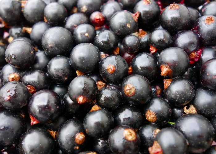 currants-3494371_1920