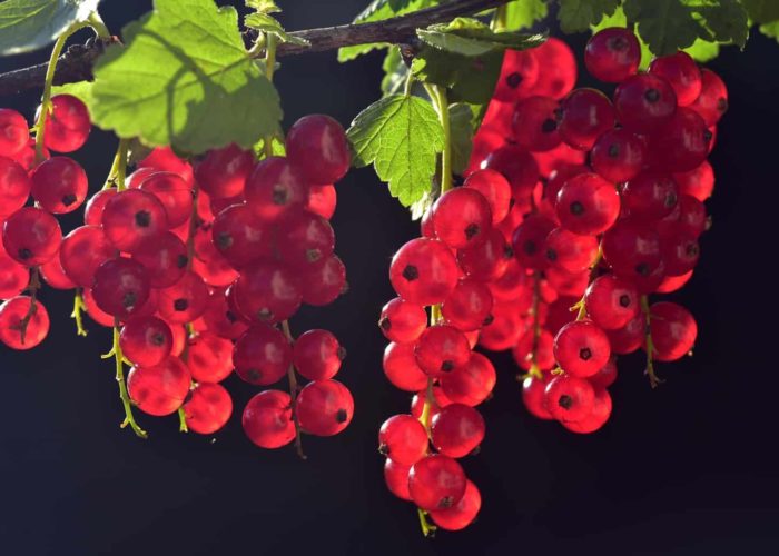 currants-3538617_1920