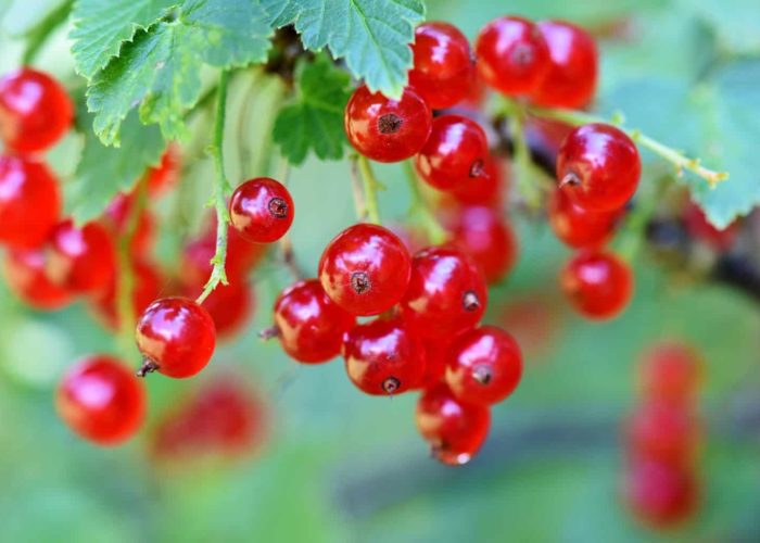 currants-3585286_1920