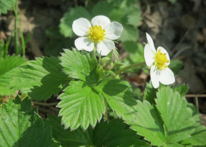 fragaria-vesca-855375_1920