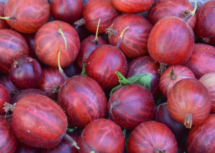 gooseberry-1534480_1920