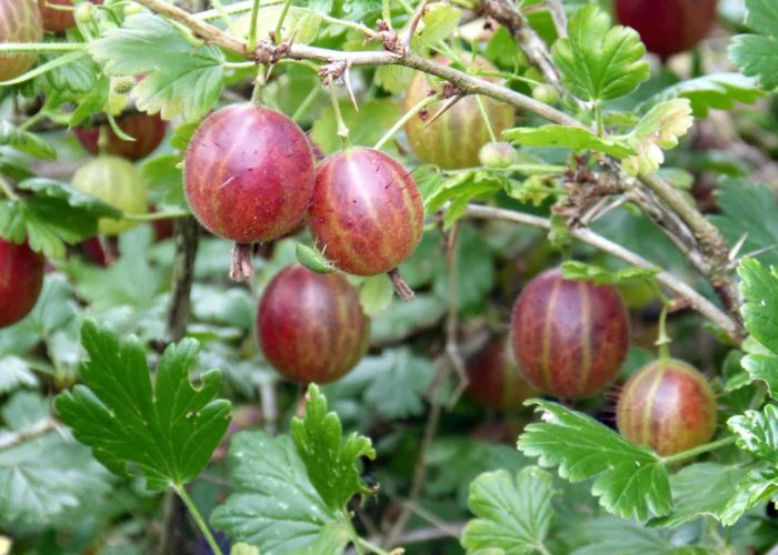 gooseberry-385445_1920