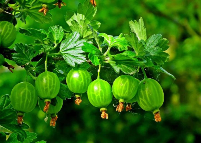 gooseberry-4220335_1920