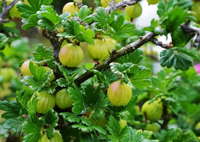 gooseberry-4224625_1920