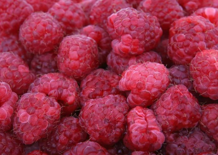 raspberries-1239435_1920