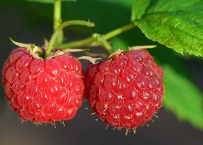 raspberry-3454504_1920