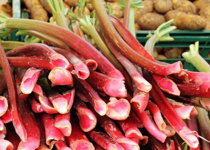 rhubarb-1422546_1920