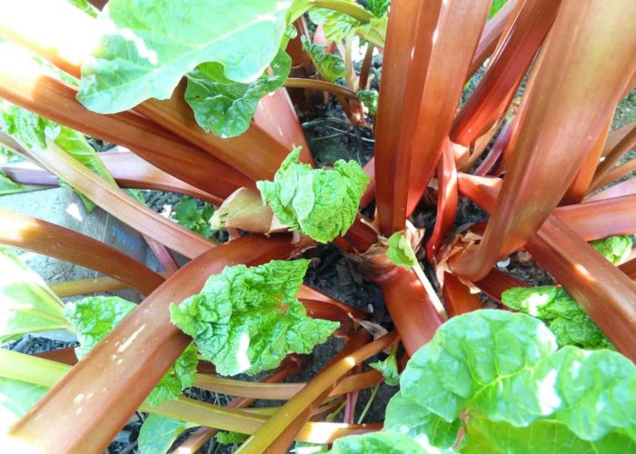 rhubarb-54084_1920