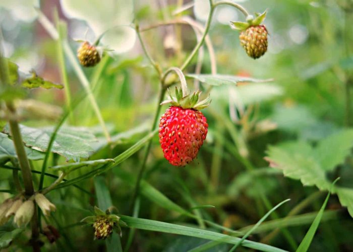 strawberry-1465574_1920