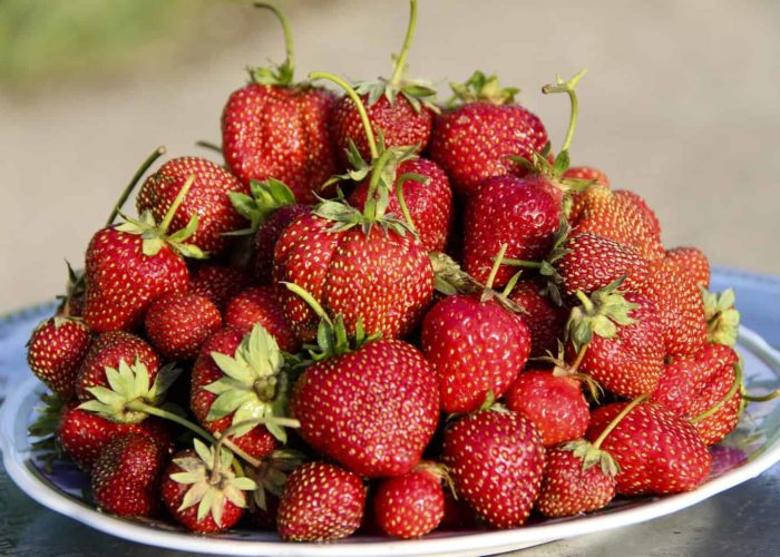 strawberry-4243045_1920