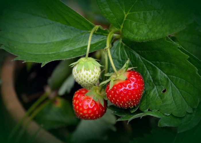 strawberry-plant-751178_1920