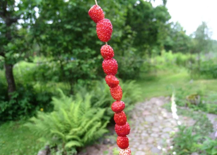 wild-strawberry-143971_1920