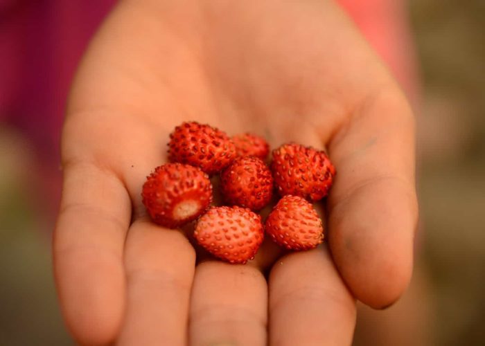 wild-strawberry-1868969_1920