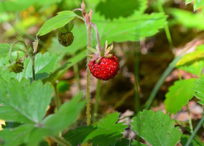wild-strawberry-2459835_1920