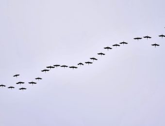bird-migration-2077798_1920