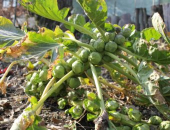 brussels-sprouts-283807_1920