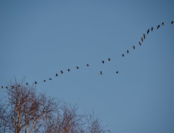 cranes-4020263_1920