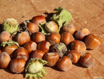 hazelnuts-3663419_1920