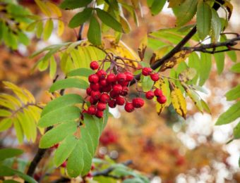 rowanberry-1711745_1920