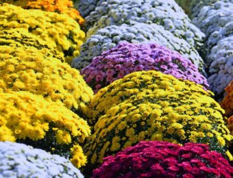 yellow-chrysanthemum-3767561_1920